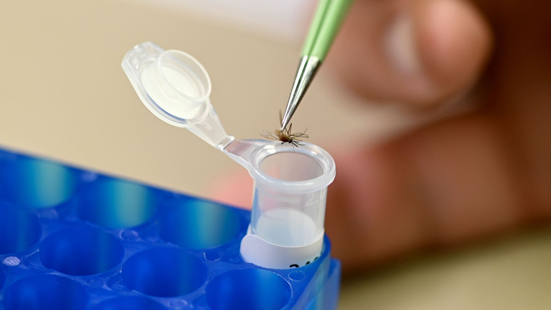A mosquito being held by tweezers gets dropped into a laboratory vial