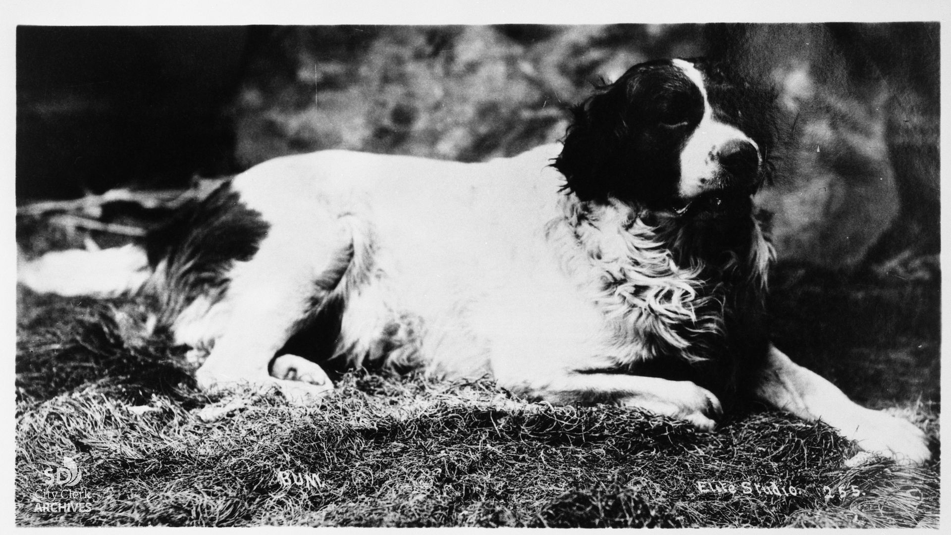Black and white photo of a large dog with dark patches on its face and body lying on grass, looking to the right.