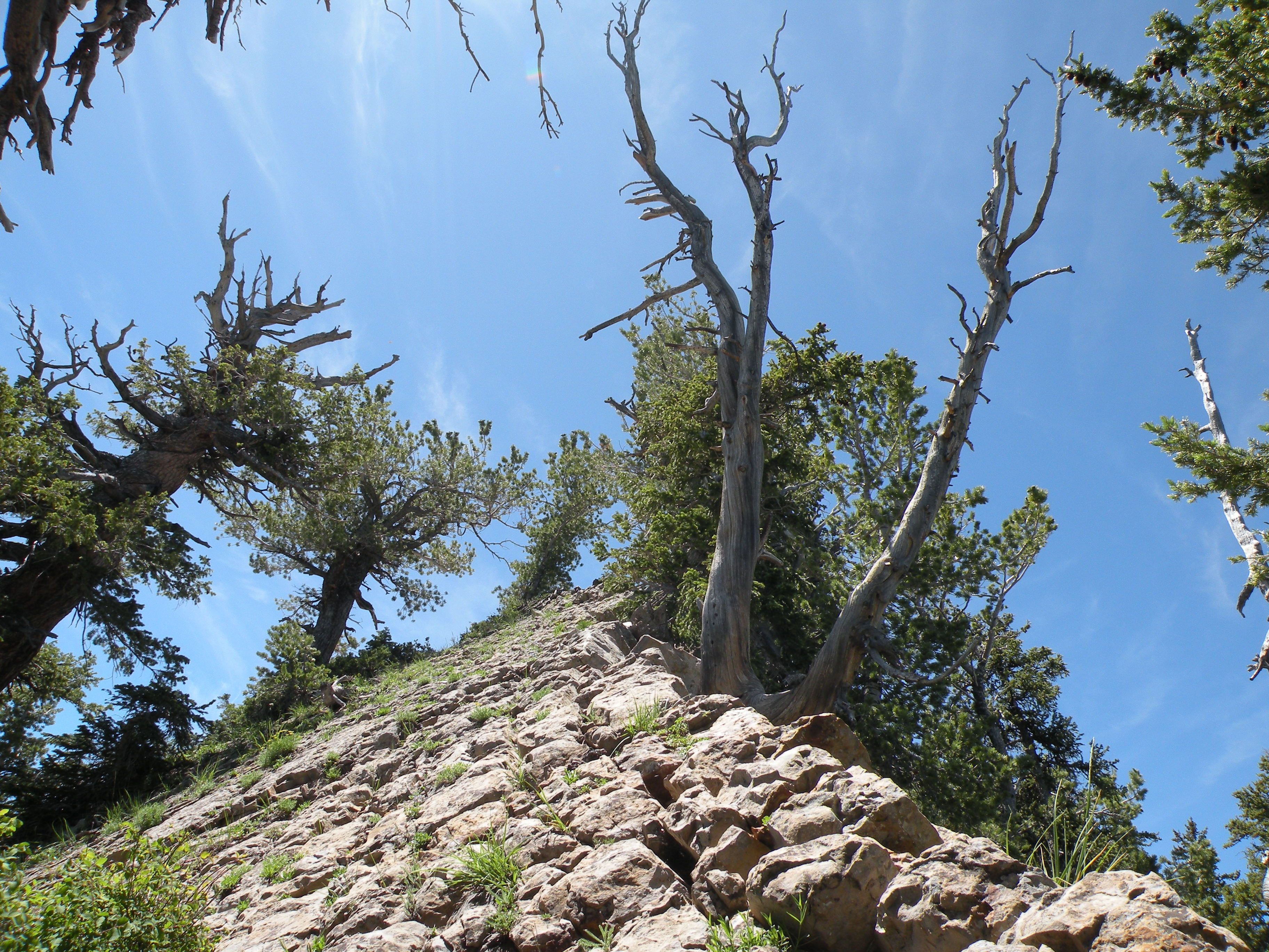 A rocky slope with living and dead conifers