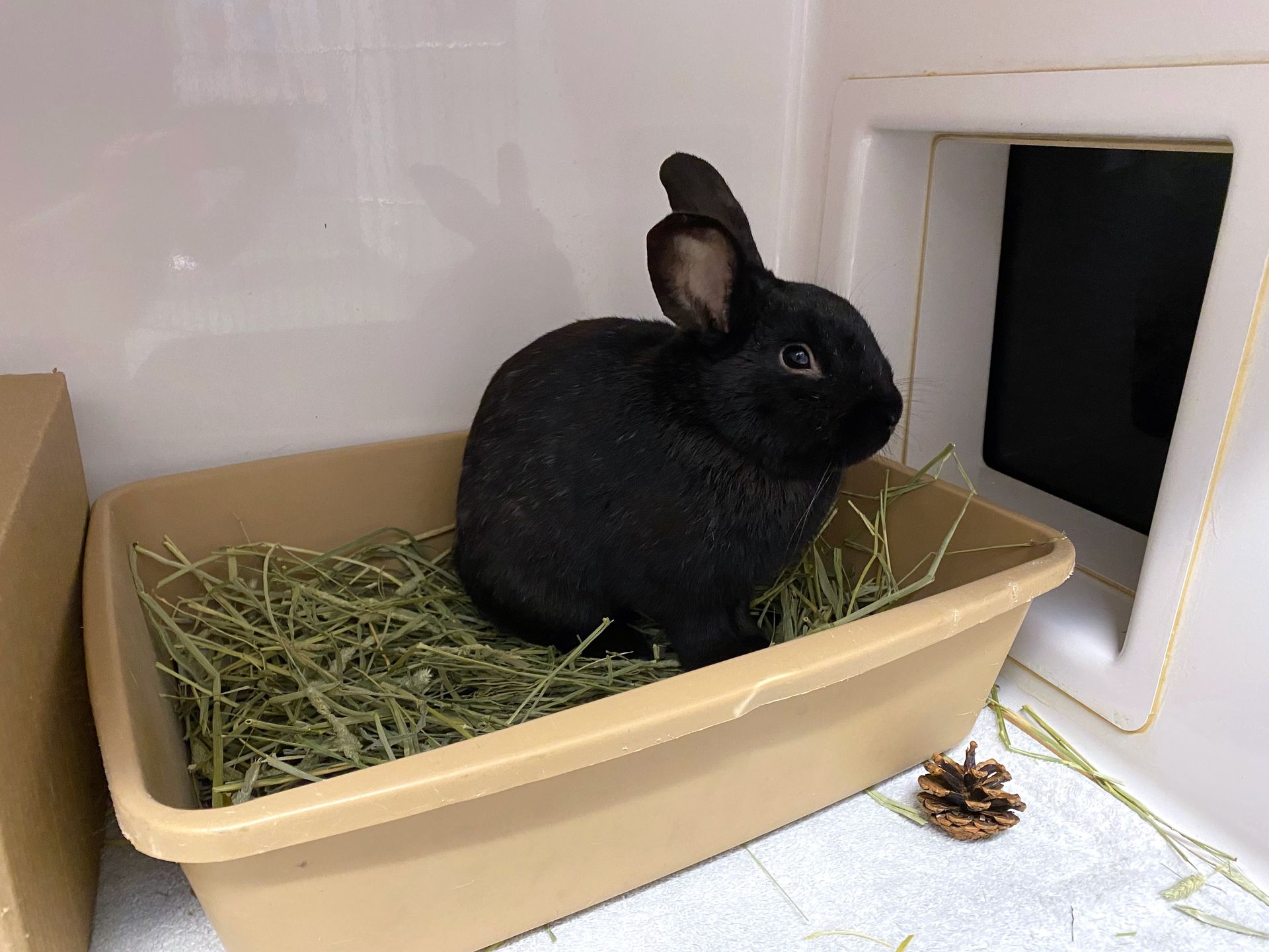 Adoptable Bunnies - Ohio House Rabbit Rescue