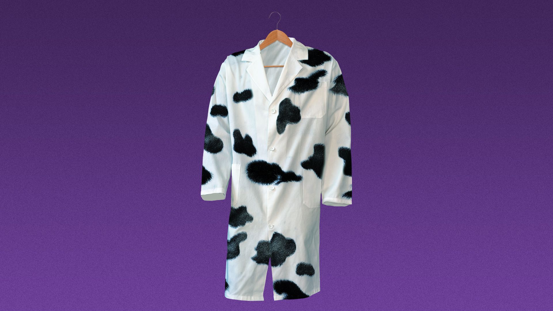 Illustration of a lab coat with cow spots. 