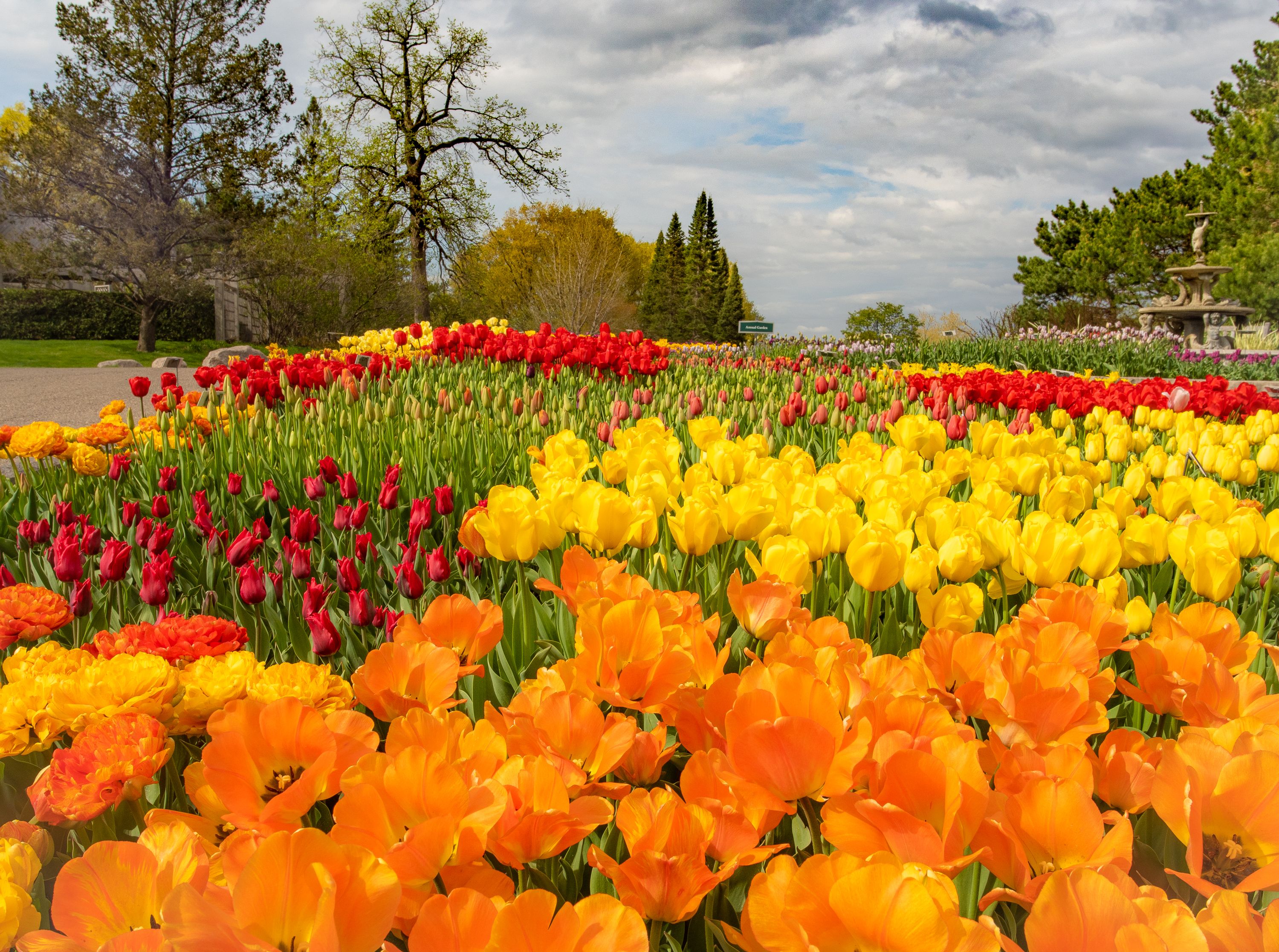 A large garden of orange, red and yellow tulips.