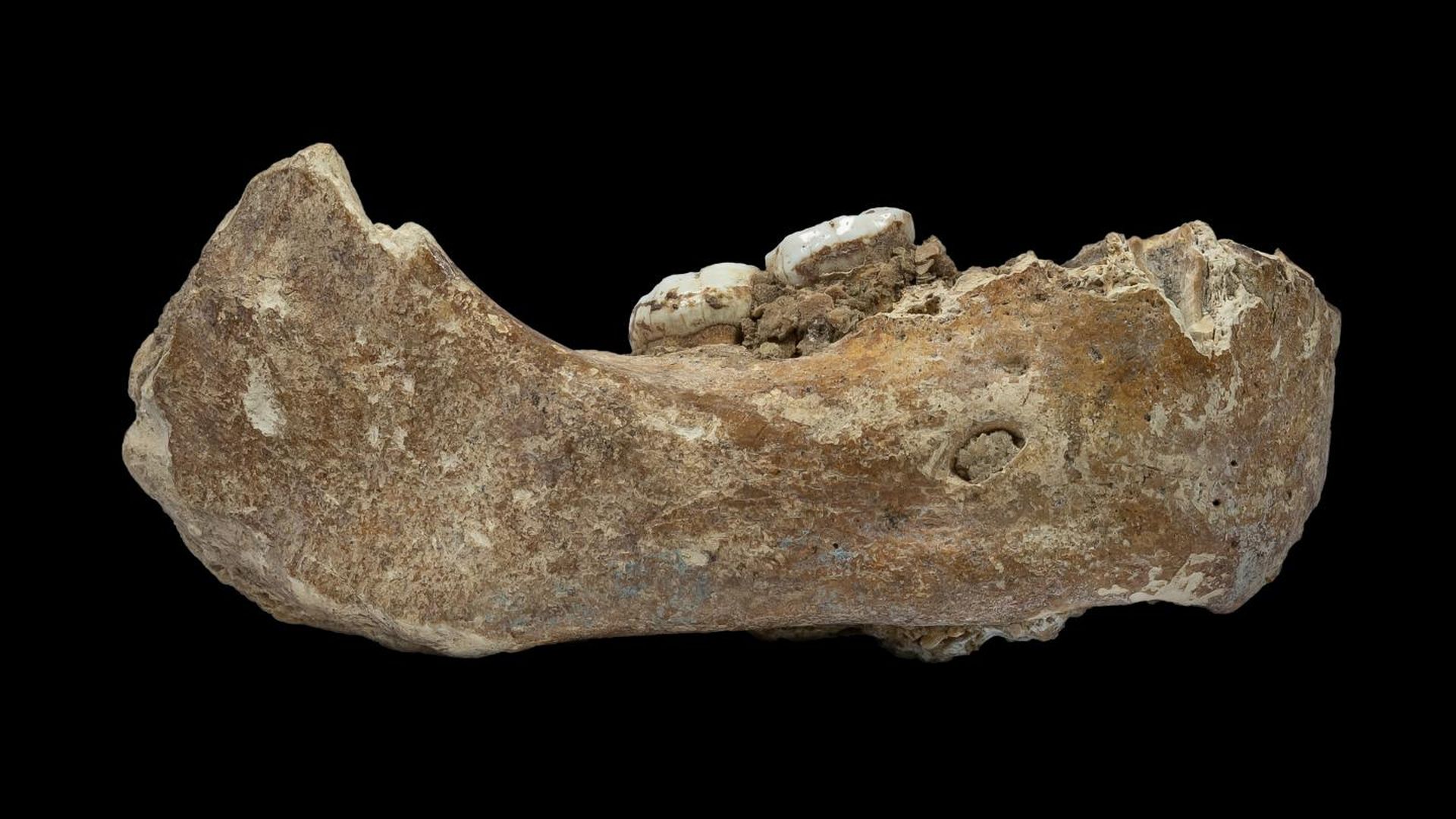 Fossilized jaw discovered in Tibet