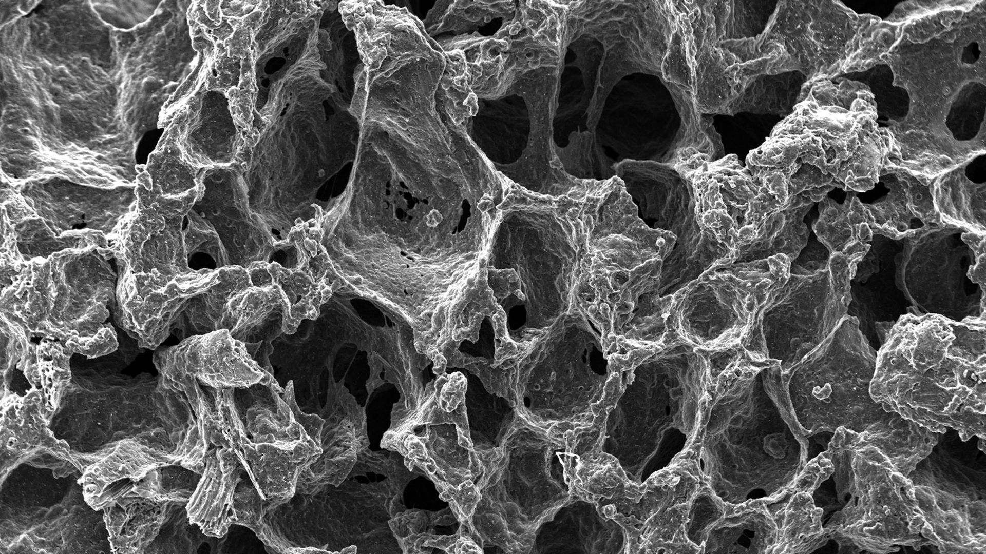 Scanning electron microscope (SEM) images of carbonized freestanding bread electrodes showing their highly porous structure.