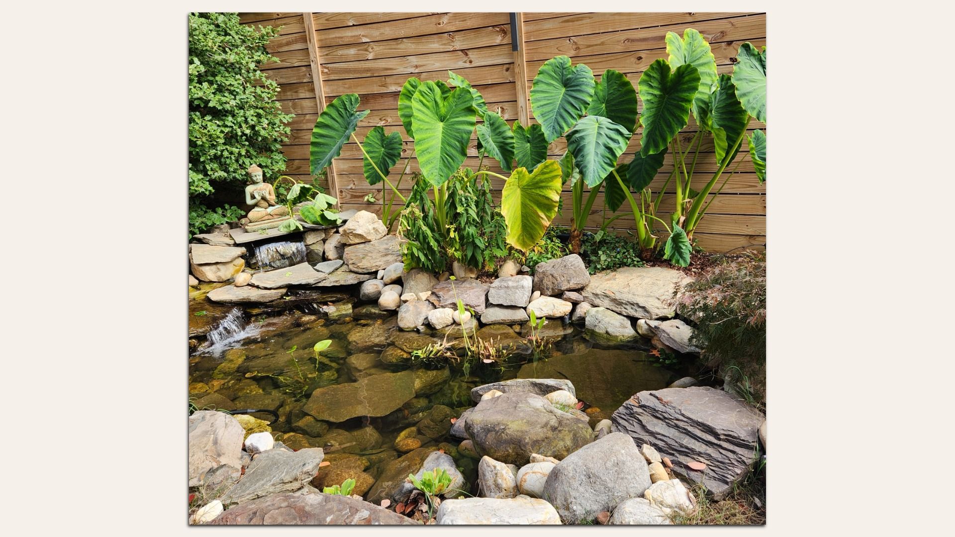 A tranquil backyard pond with rocks and a small waterfall. Huge green heart-shaped leaves rise from the edge, backed by a wooden fence; a small Buddha statue sits among the stones on the left.