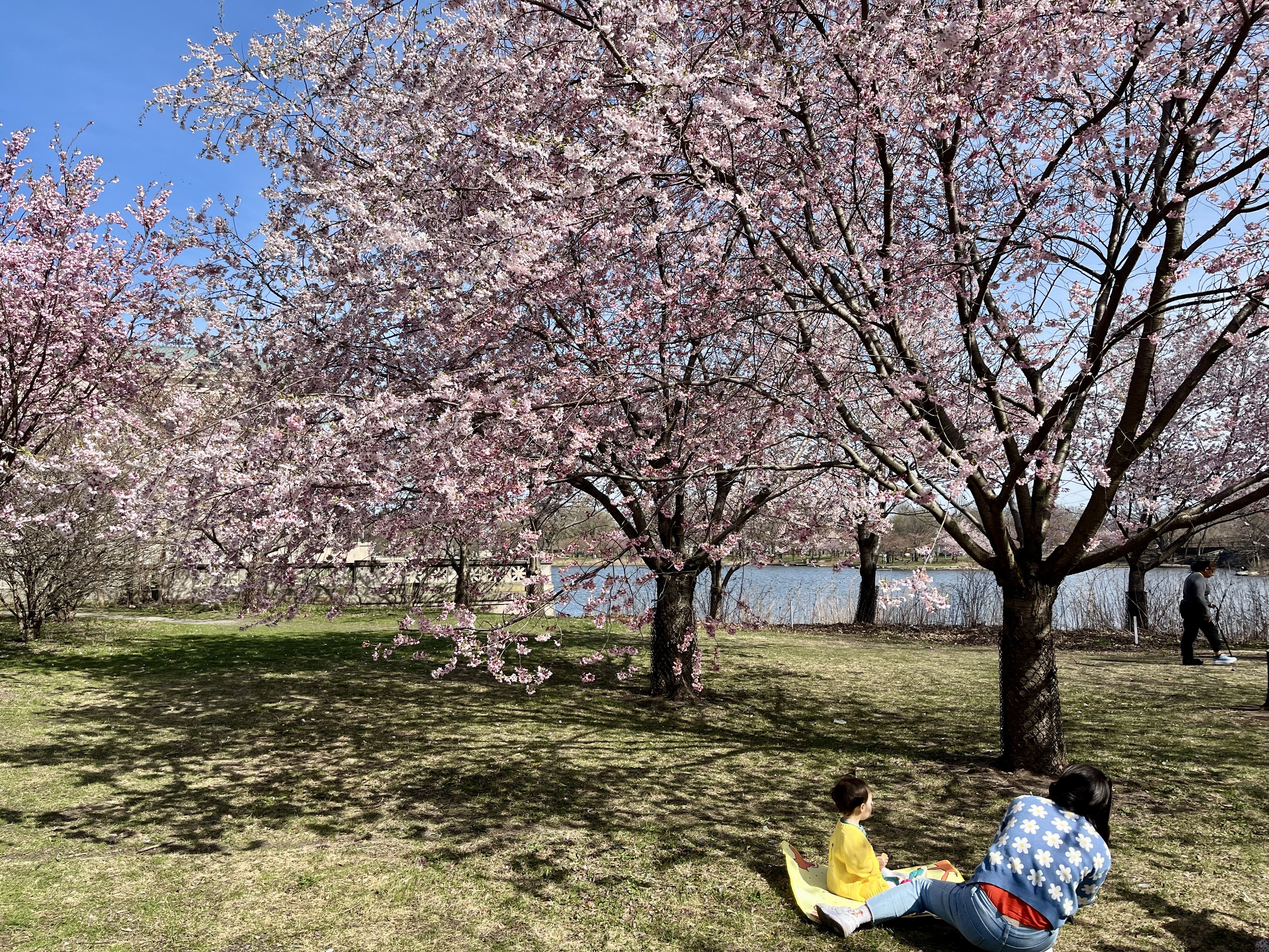 cherry blossom trees