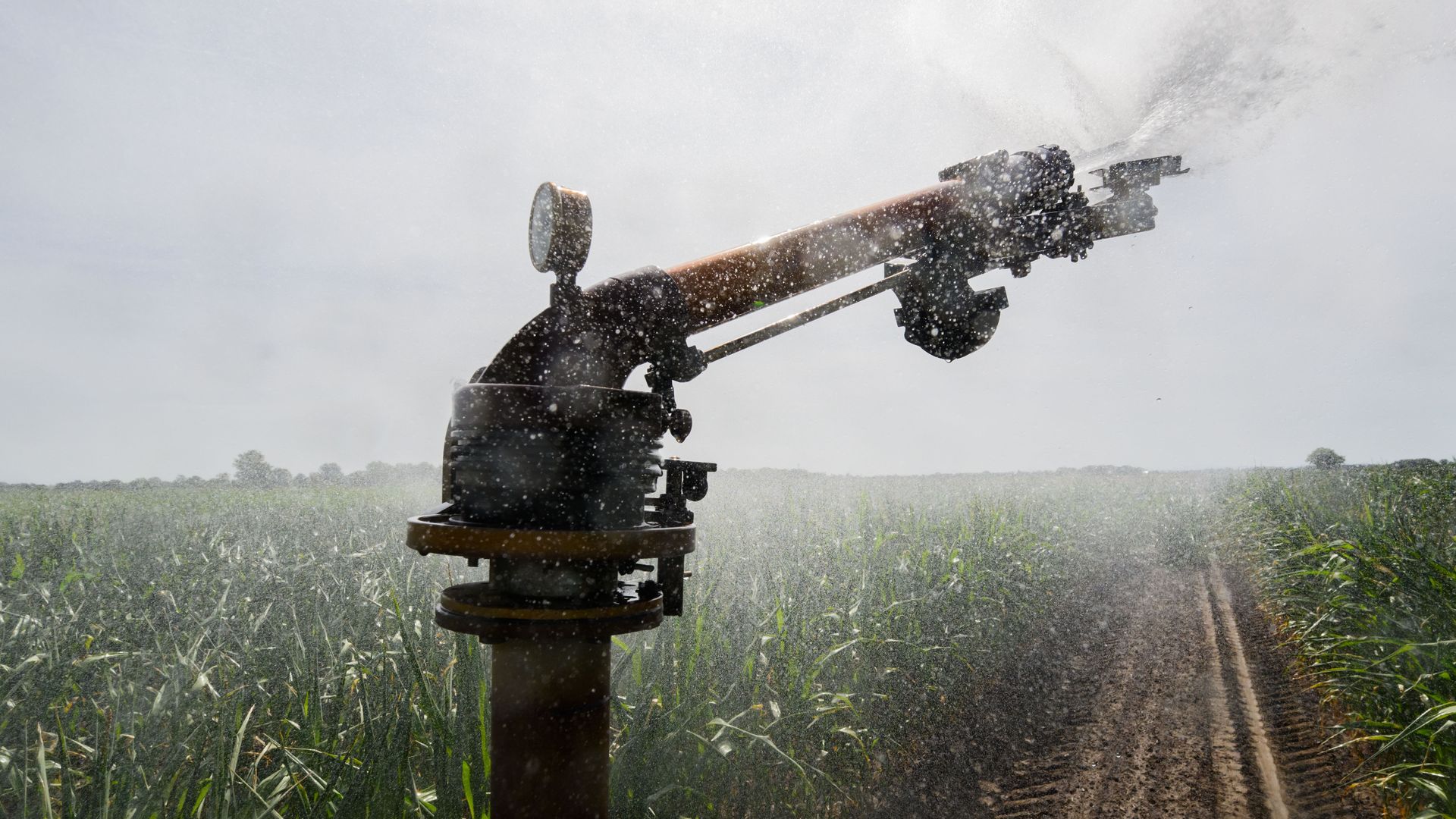  A cornfield in the Peine district of Germany is irrigated.