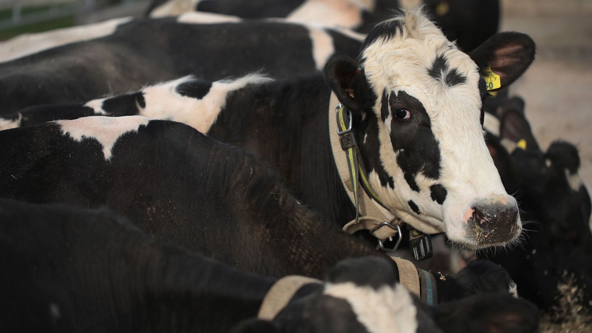 Wisconsin cows walk from the barn after being milked.