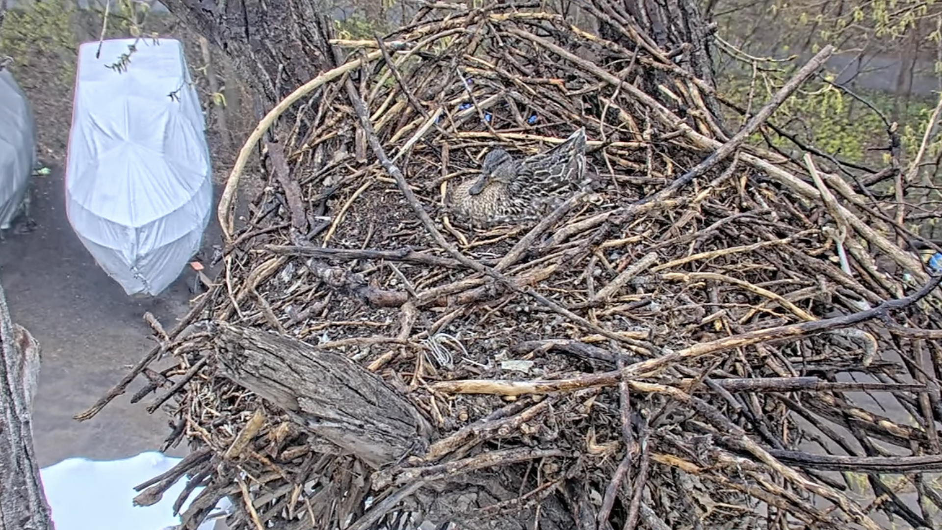 duck sitting in an eagle's nest