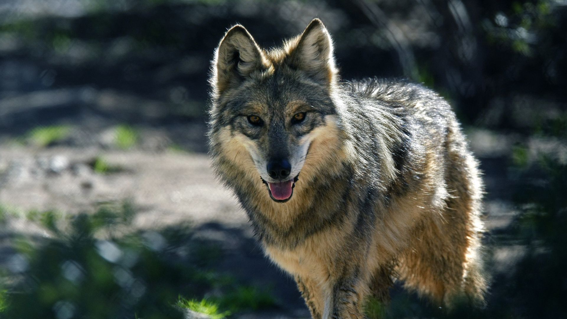 Photo of a black and brown wolf with her tongue out