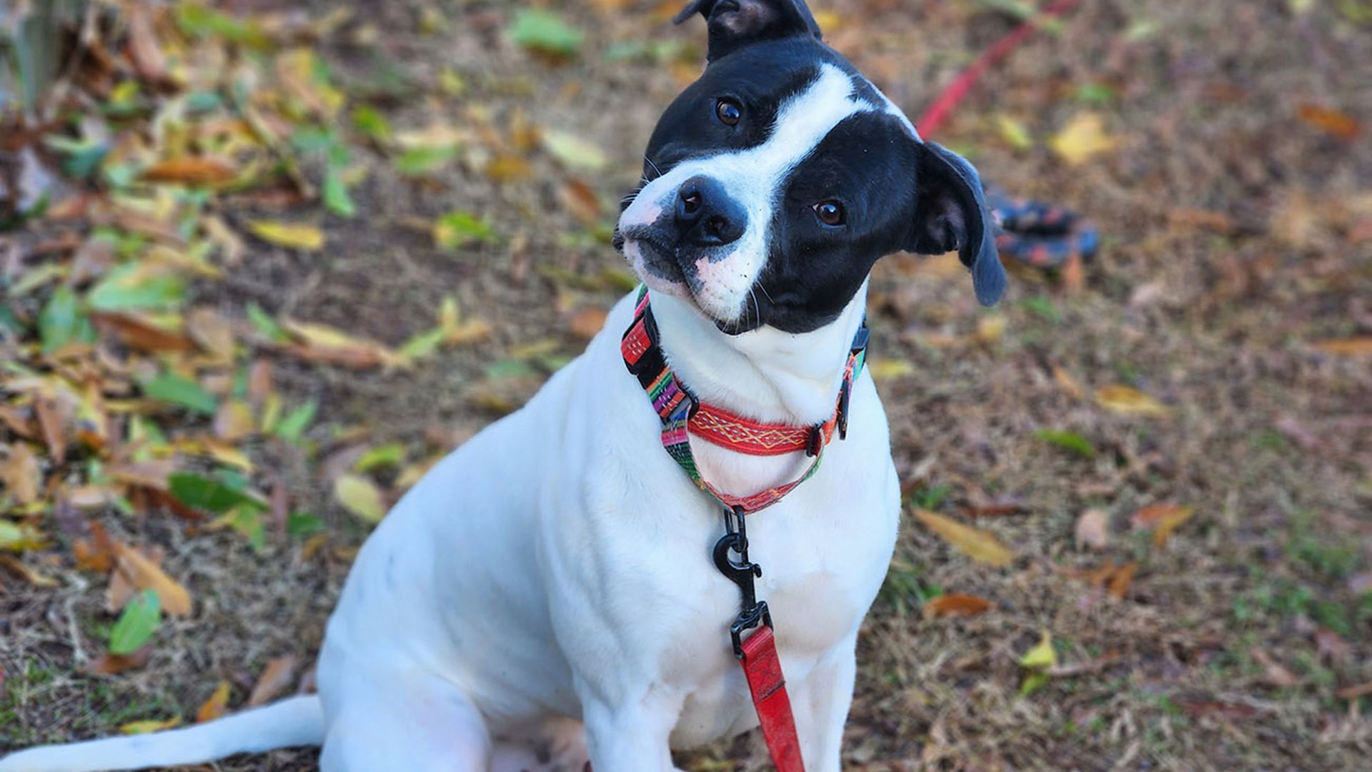 Charlotte-Mecklenburg Animal Care & Contro