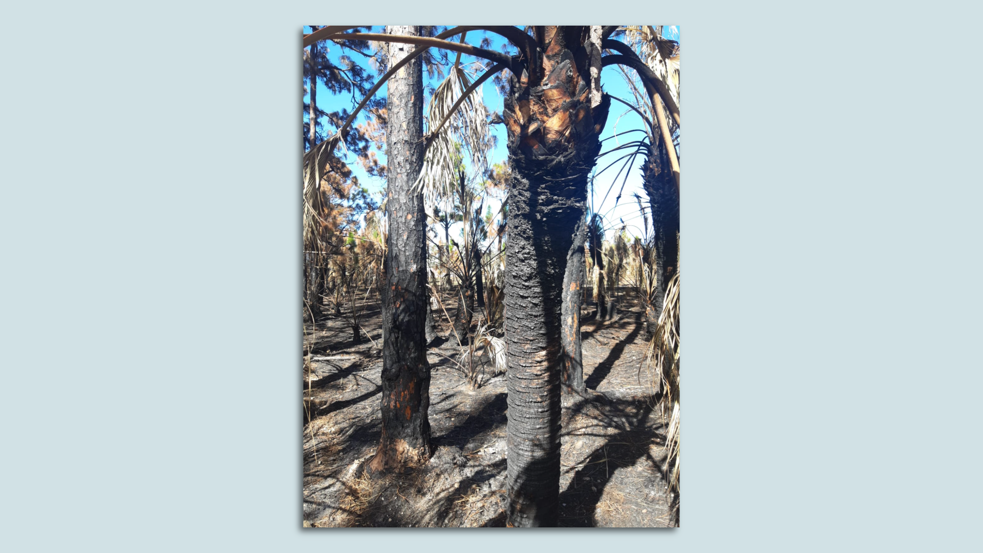 Palm trees with dark gray and black burned trunks