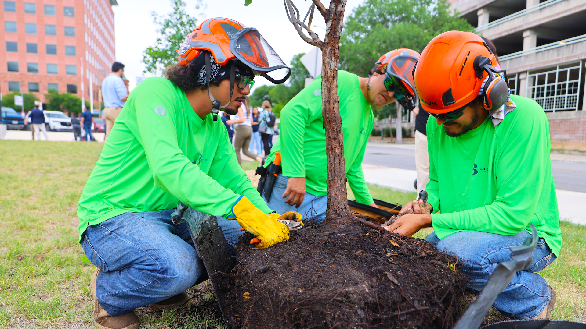 Three workers in neon green shirts and orange helmets plant a small tree, kneeling around a dirt-filled root ball with shovels, on a grassy urban lawn with buildings and onlookers in the background.