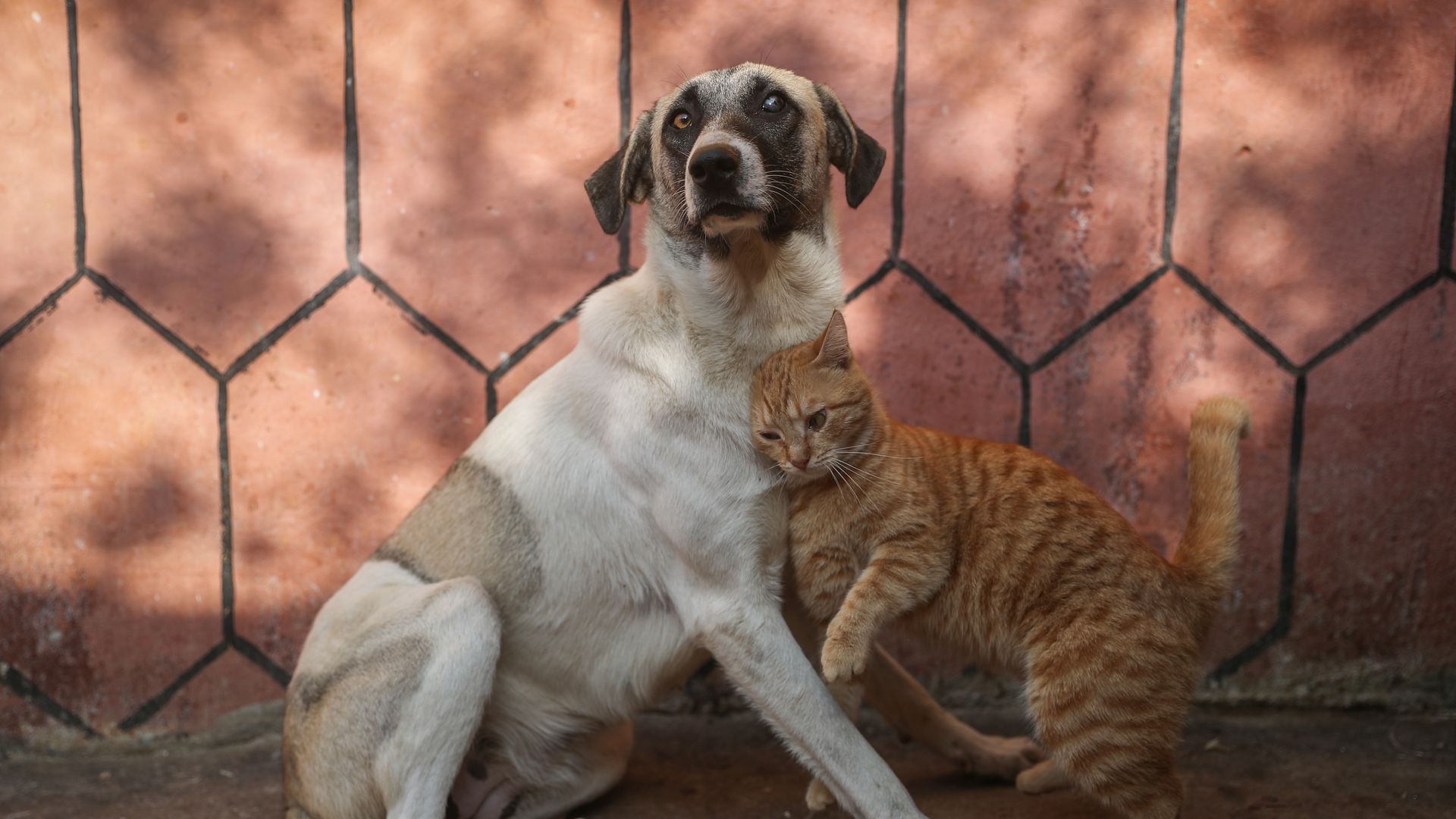A photo of a dog and cat