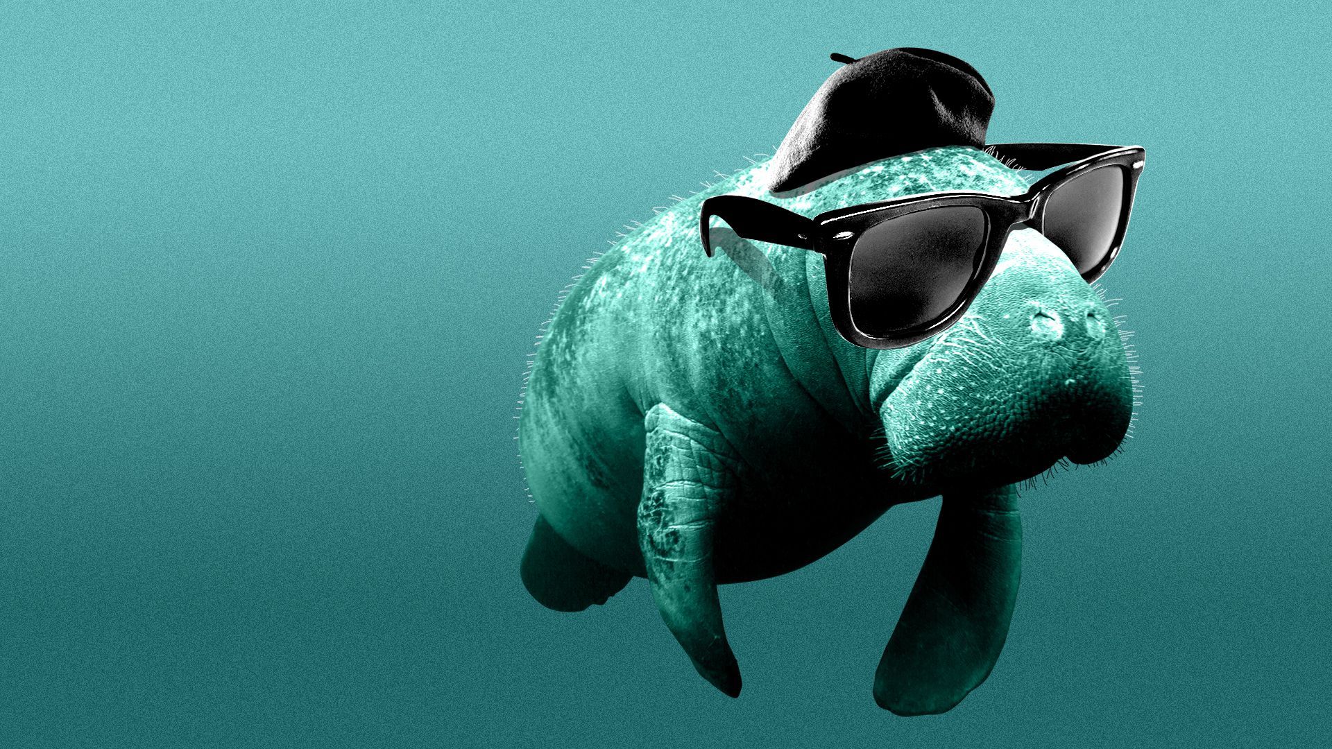 Illustration of a manatee dressed like a Beat poet, with a beret and sunglasses