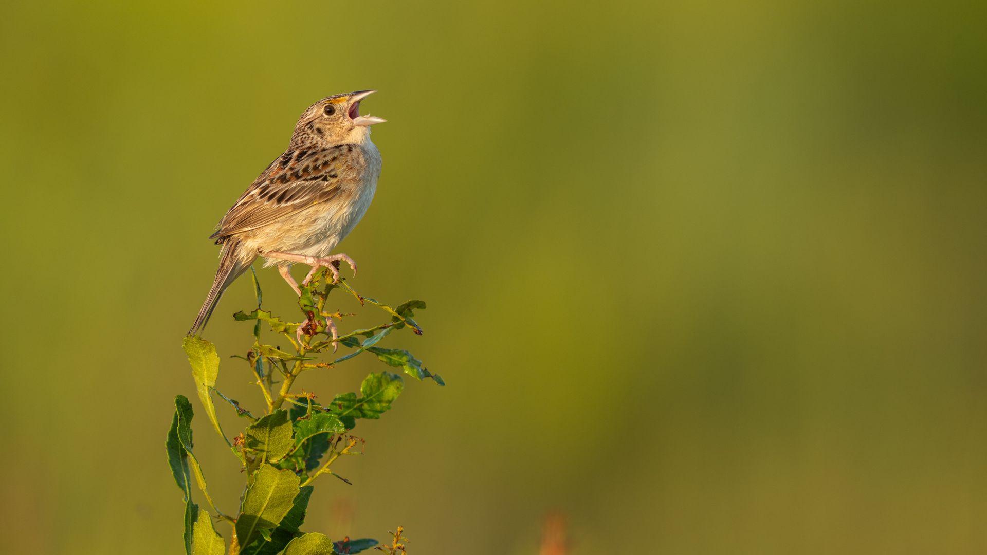 A rare grasshopper sparrow calls out, perched on a branch.