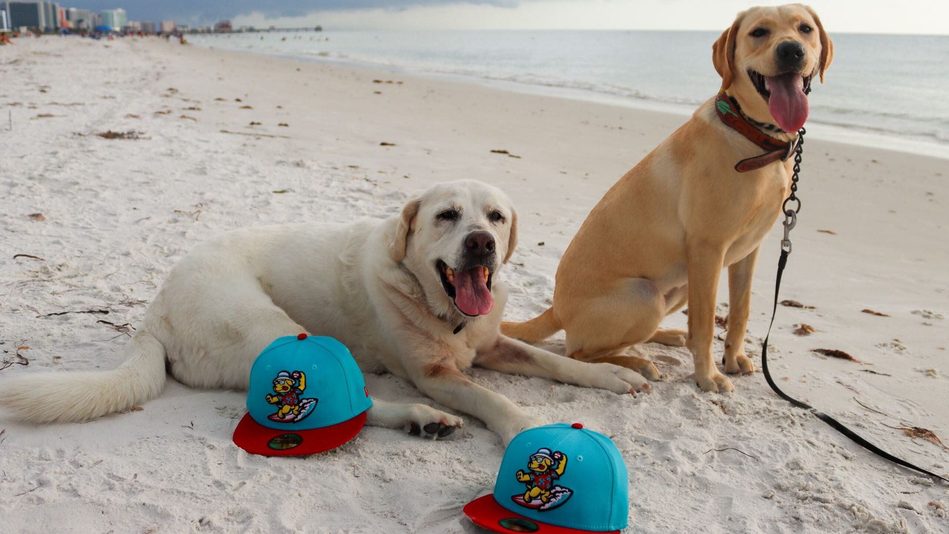 Two dogs, one with pale yellow fur and another with tan fur,  on the beach with two flatbill caps in front of them, one blue and one red.