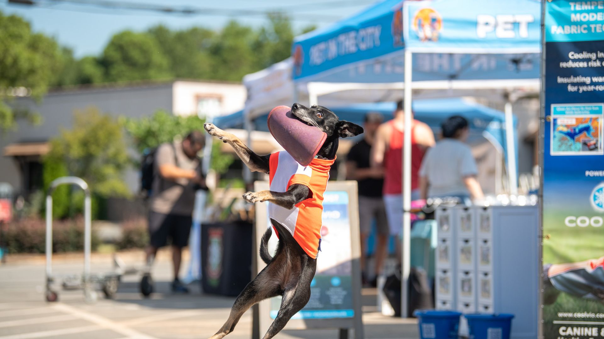 Black dog wearing an orange and white vest jumps mid-air outdoors, catching a pink toy. Background shows blurred people and blue tents at an event.