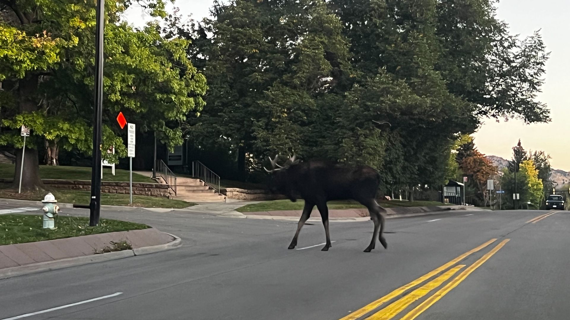 A large dark brown moose with antlers crossing a Broadway in Boulder lined with green trees, a fire hydrant on the left, and a car in the distance on the right.