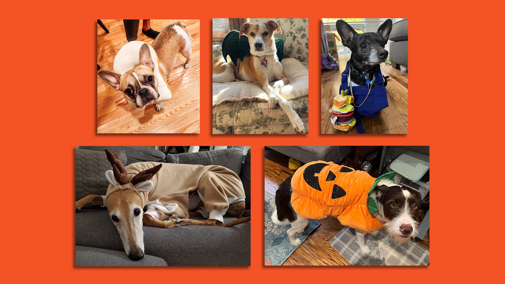 Collage of reader pet pics, part 1