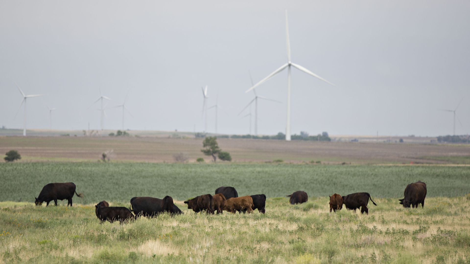 cattle grazing