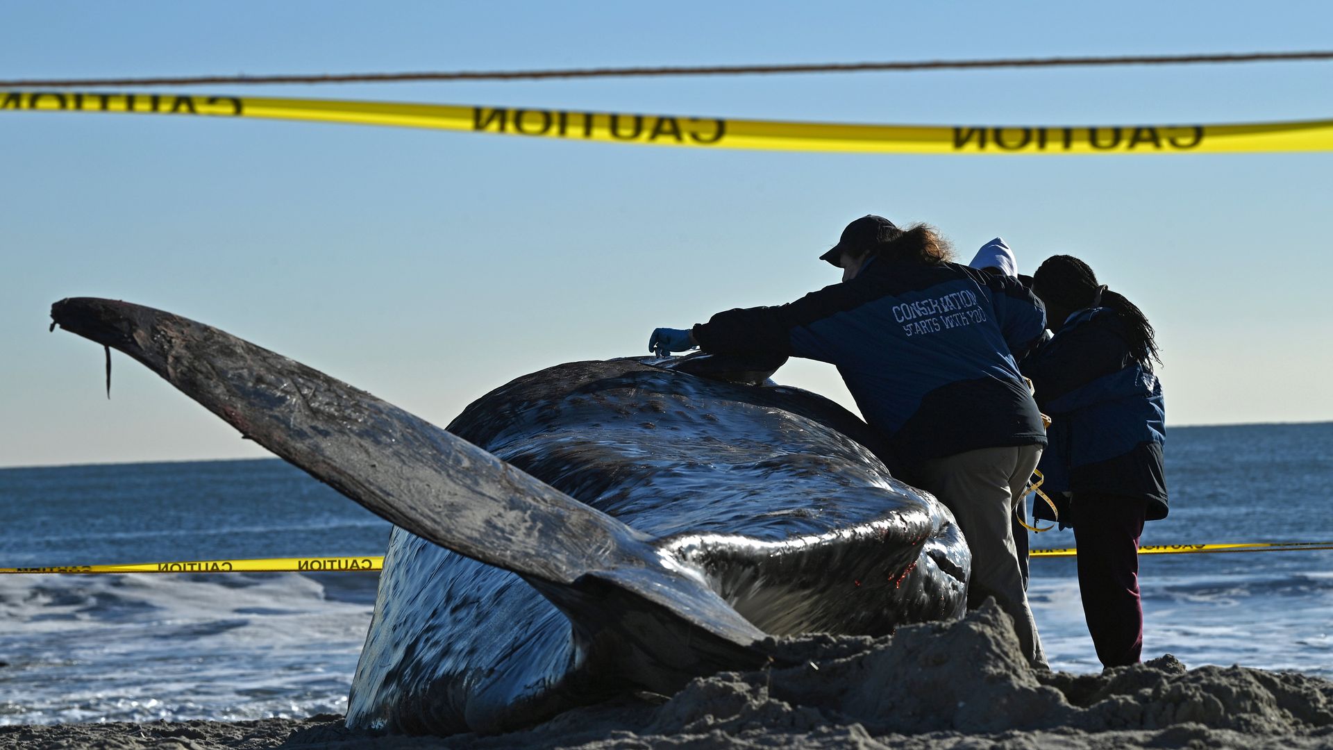 Authorities examine a dead whale at New York's Rockaway Beach