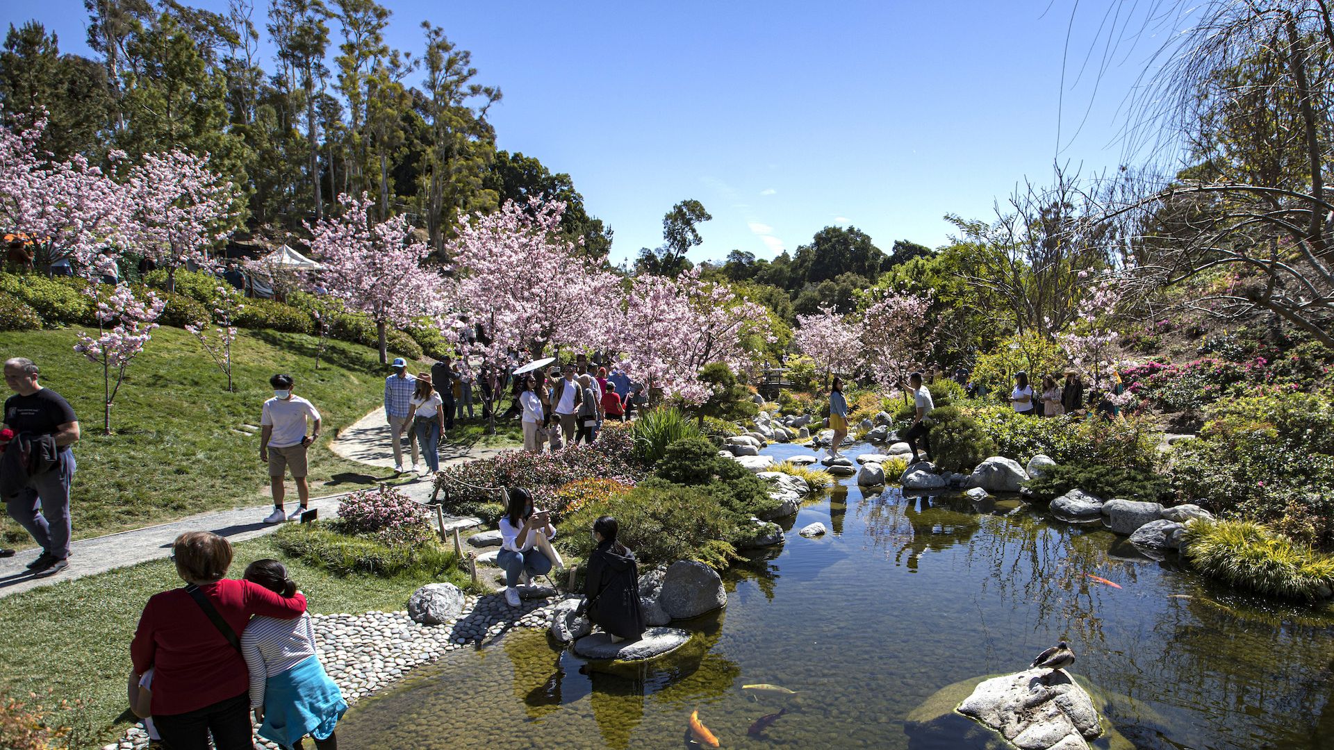 People walk through gardens with cherry blossoms and a koi pond.