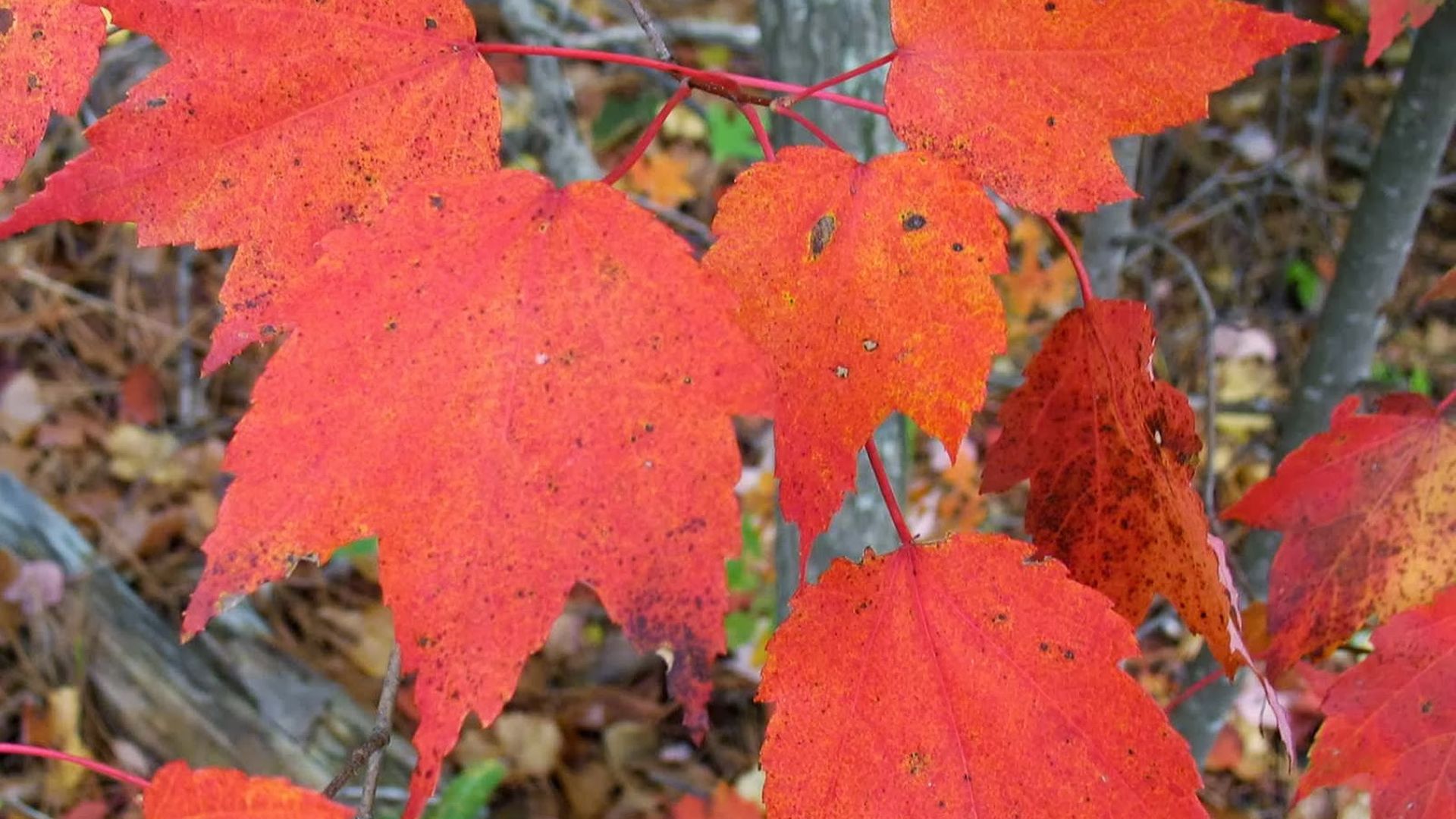 A close-up of red maple leaves