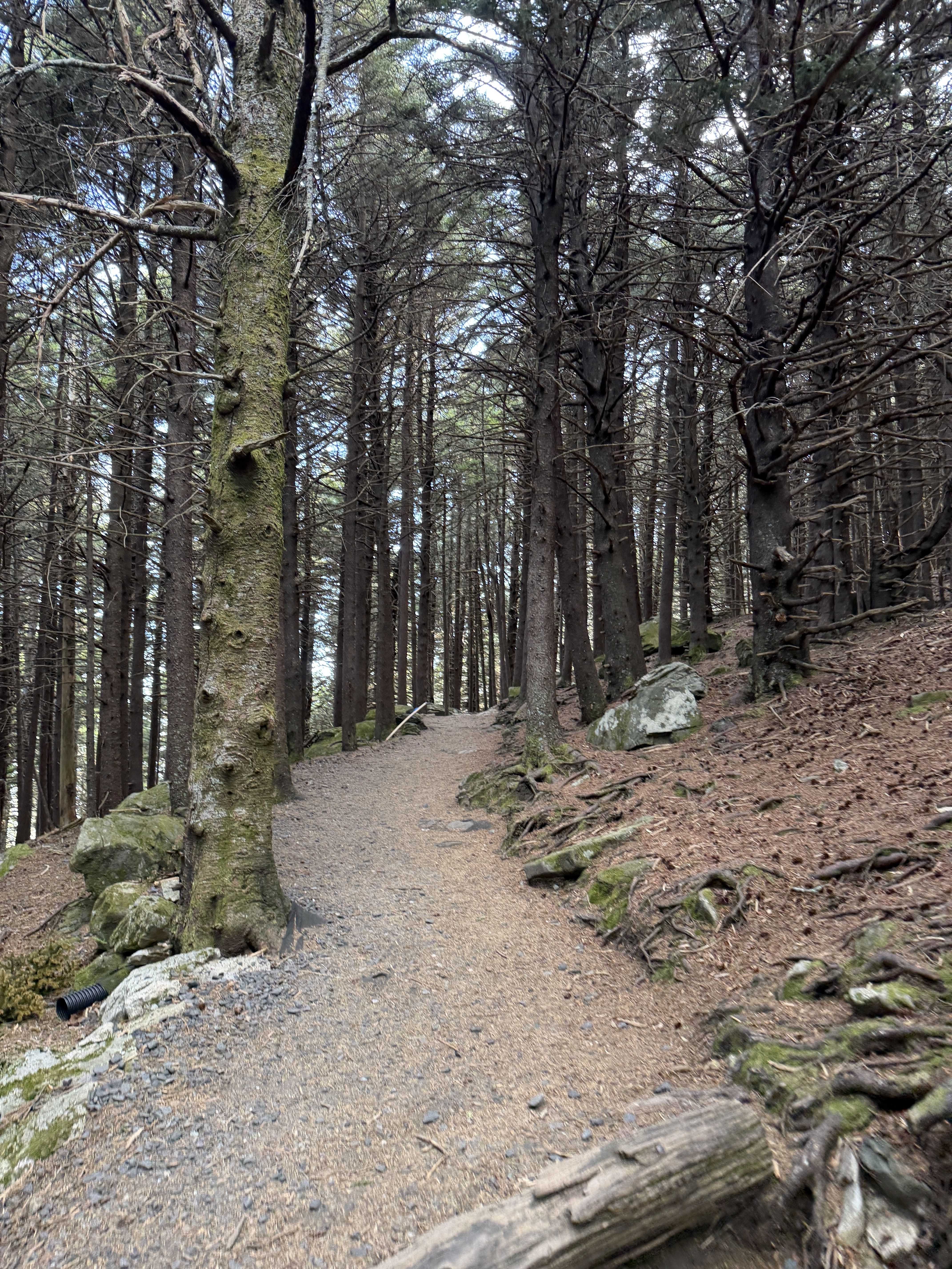 A narrow dirt trail winds through a dense forest of tall evergreen trees with bare branches; rocky, mossy ground and fallen logs line the path, with glimpses of blue sky overhead.
