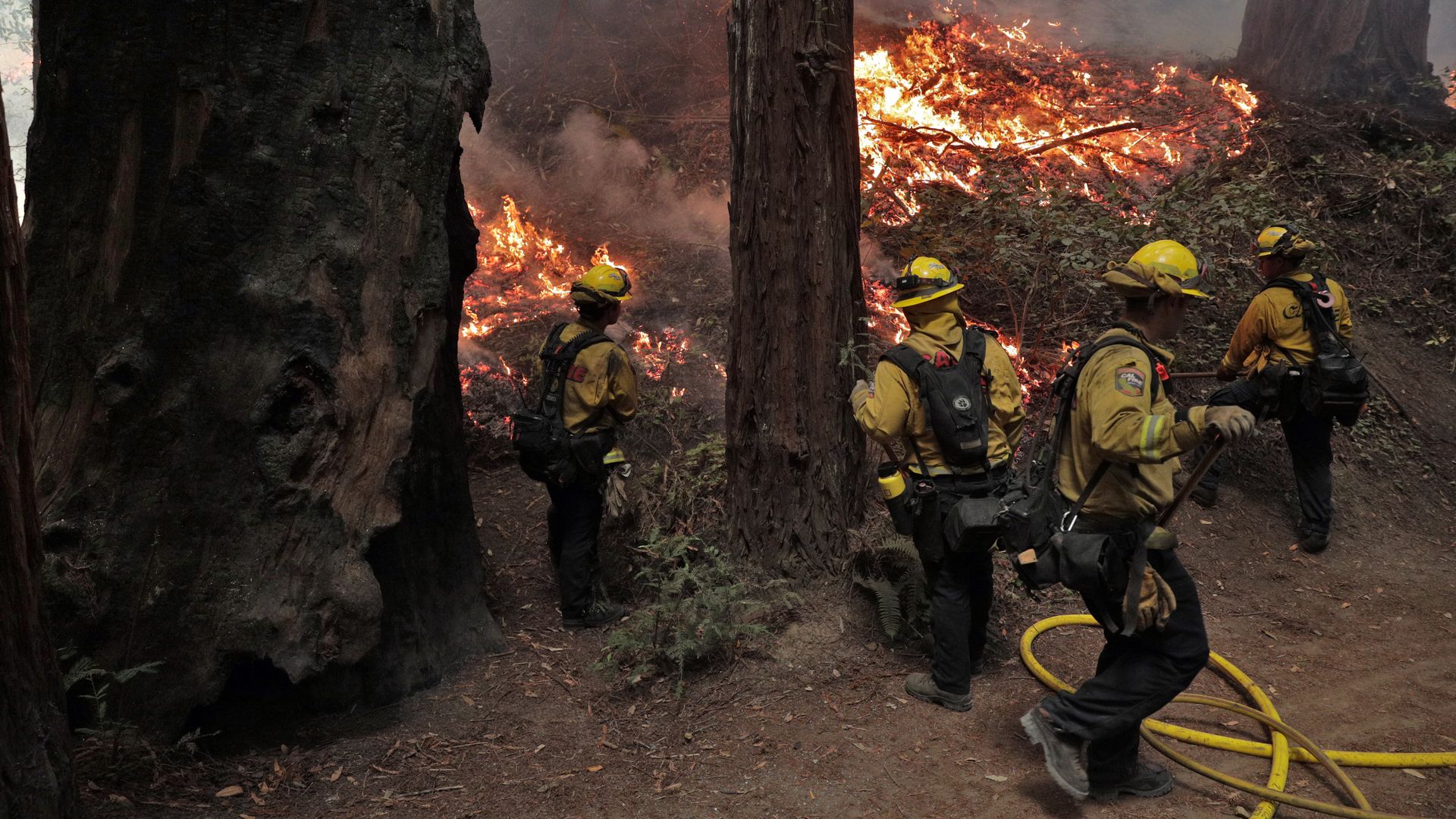 Calfire firefighters monitor a backfire as they worked the Walbridge fire in Armstrong Redwoods State Reserve protecting the heritage trees in Guerneville, Calif., on Tuesday, August 25