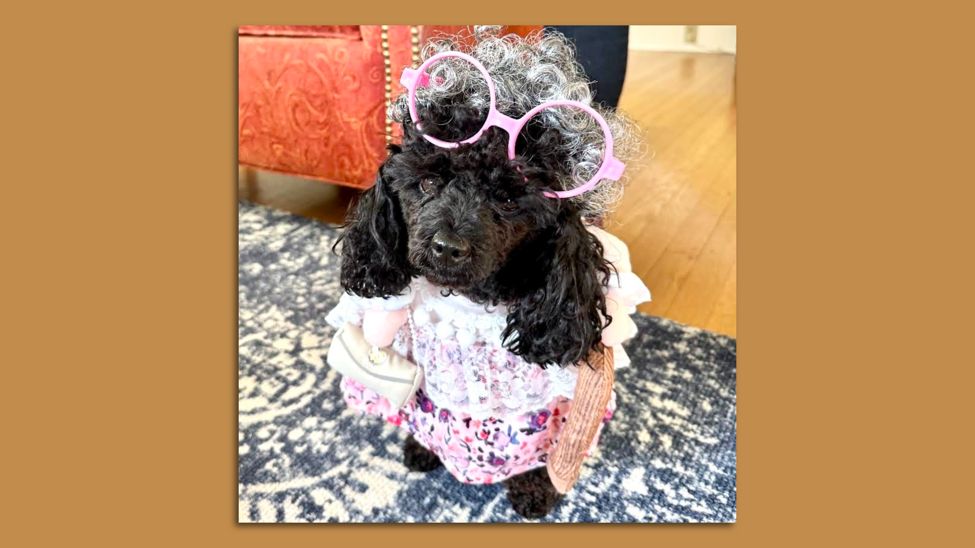 A black dog with curly hair and soft wears wears a frilly dress, pink glasses, gray wig and holds a purse.