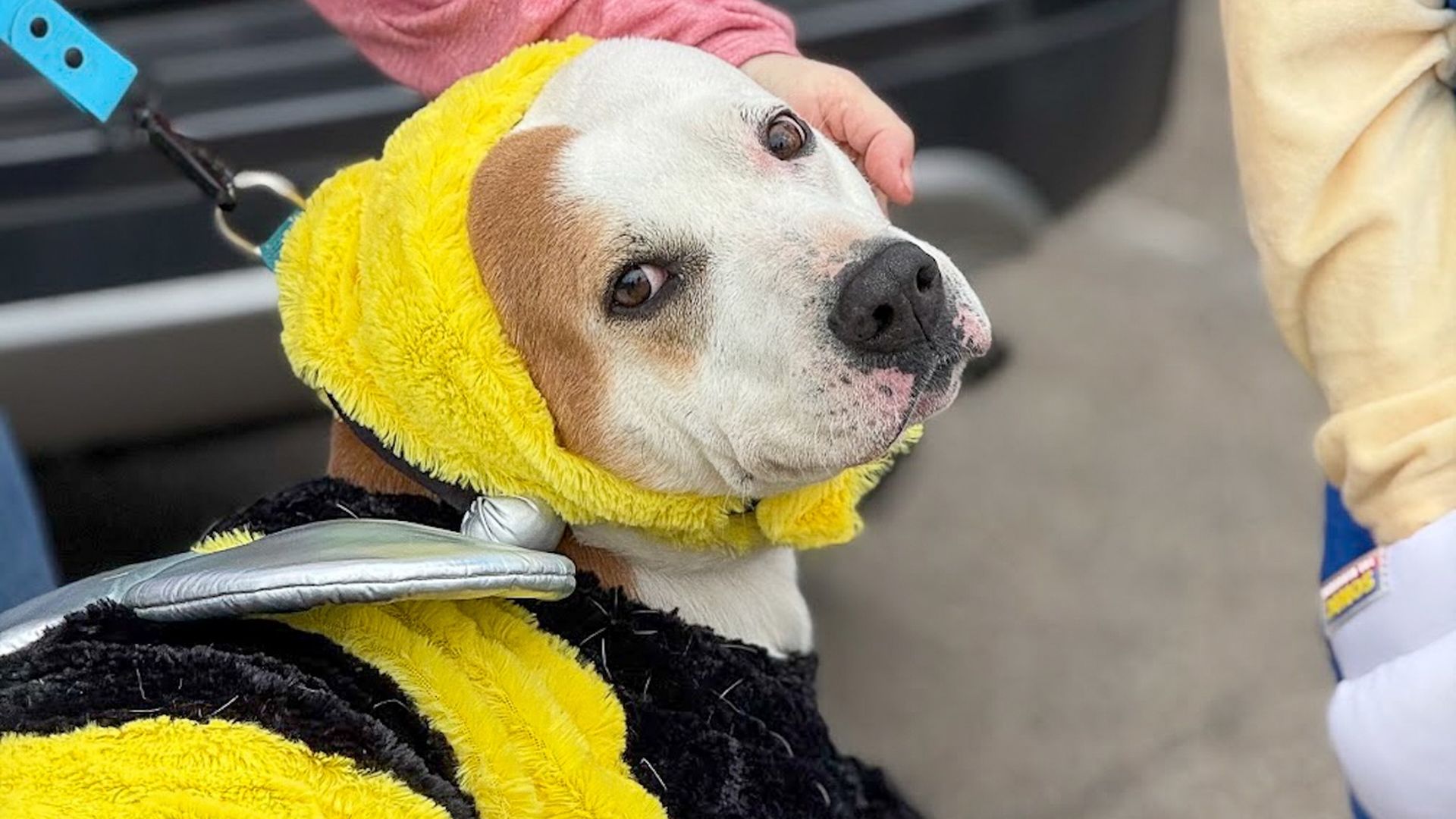 Dog in a bright yellow fluffy costume with a hood, being petted on the head by a person. The dog has brown and white fur and a blue leash is visible.