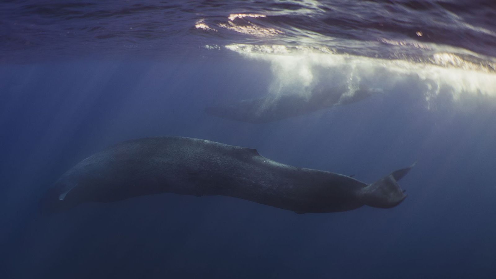 Climate change could make it harder for blue whales to find food