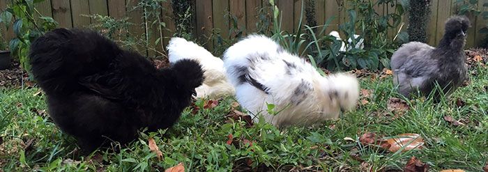 chickens-in-backyard-charlotte