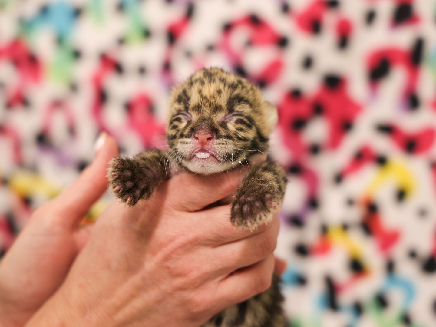 Nashville Zoo welcomes clouded leopard cub - Axios Nashville