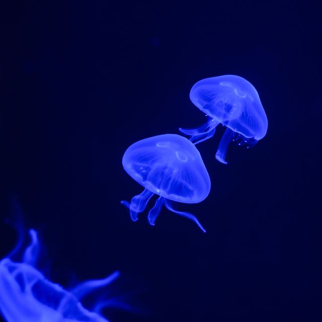 moon jelly ジャーフル　3mm 1751908628884.jpg