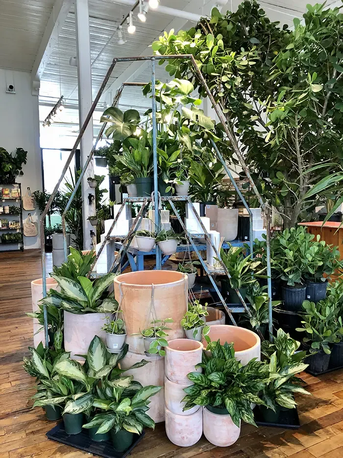 paradiso plant shop popup