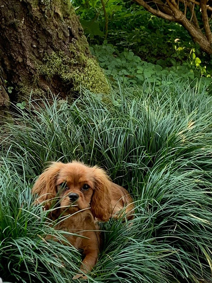 pandemic pet, Charlotte Humane Society, CMPD Animal Care & Control, AC&C pandemic puppy