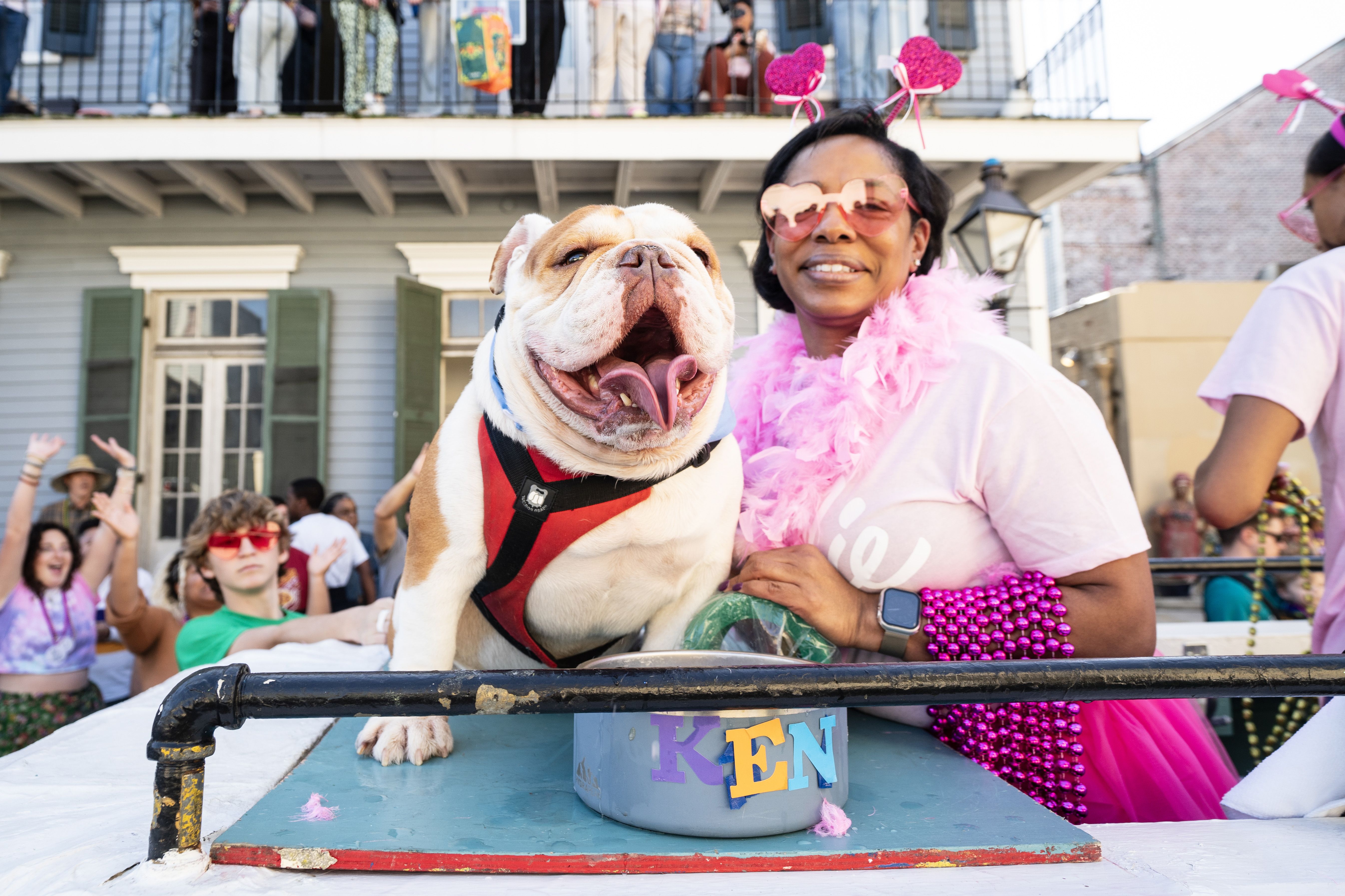 A bulldog smiles with its owner on a parade float.