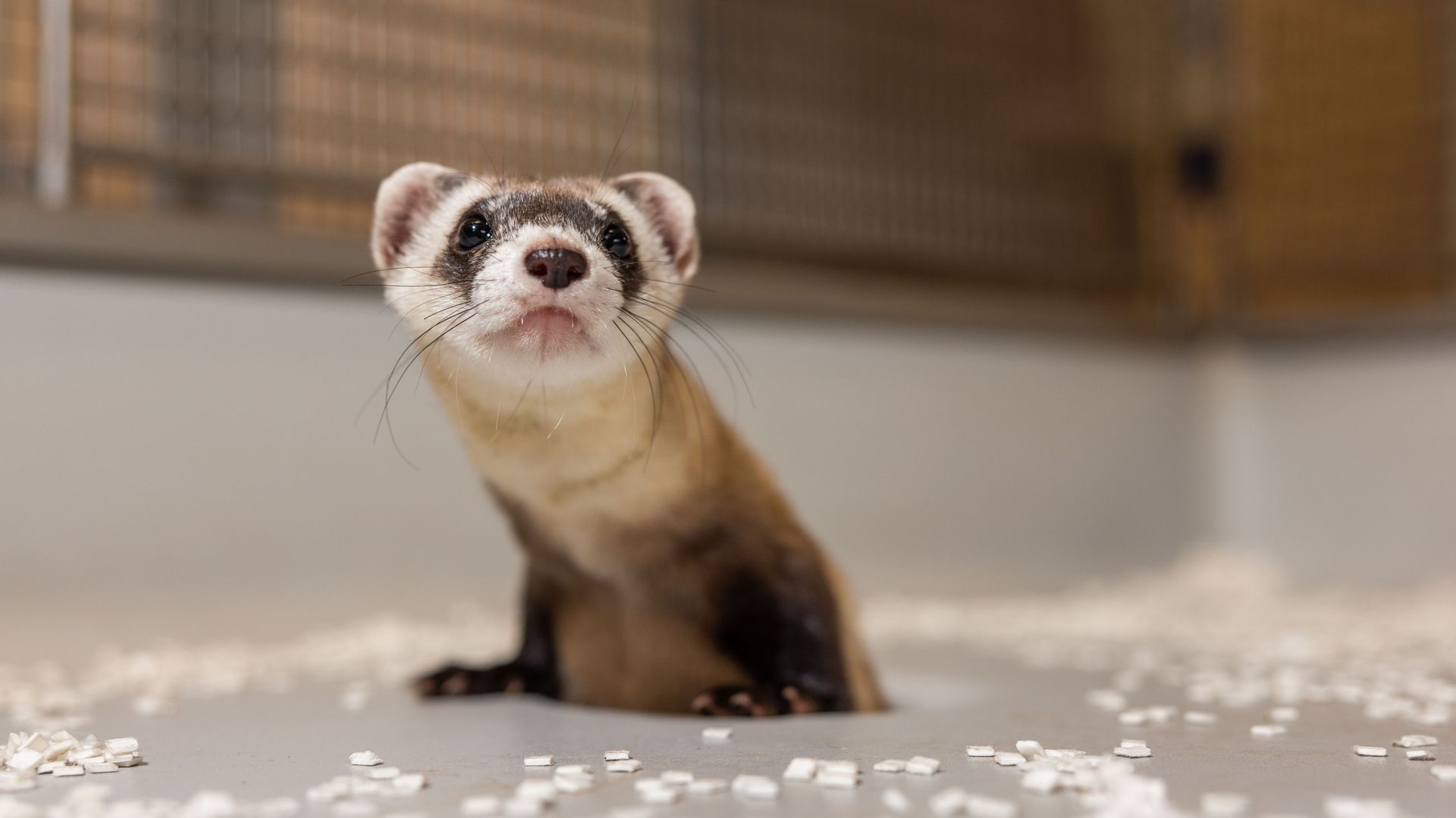 A ferret looking off to the right 