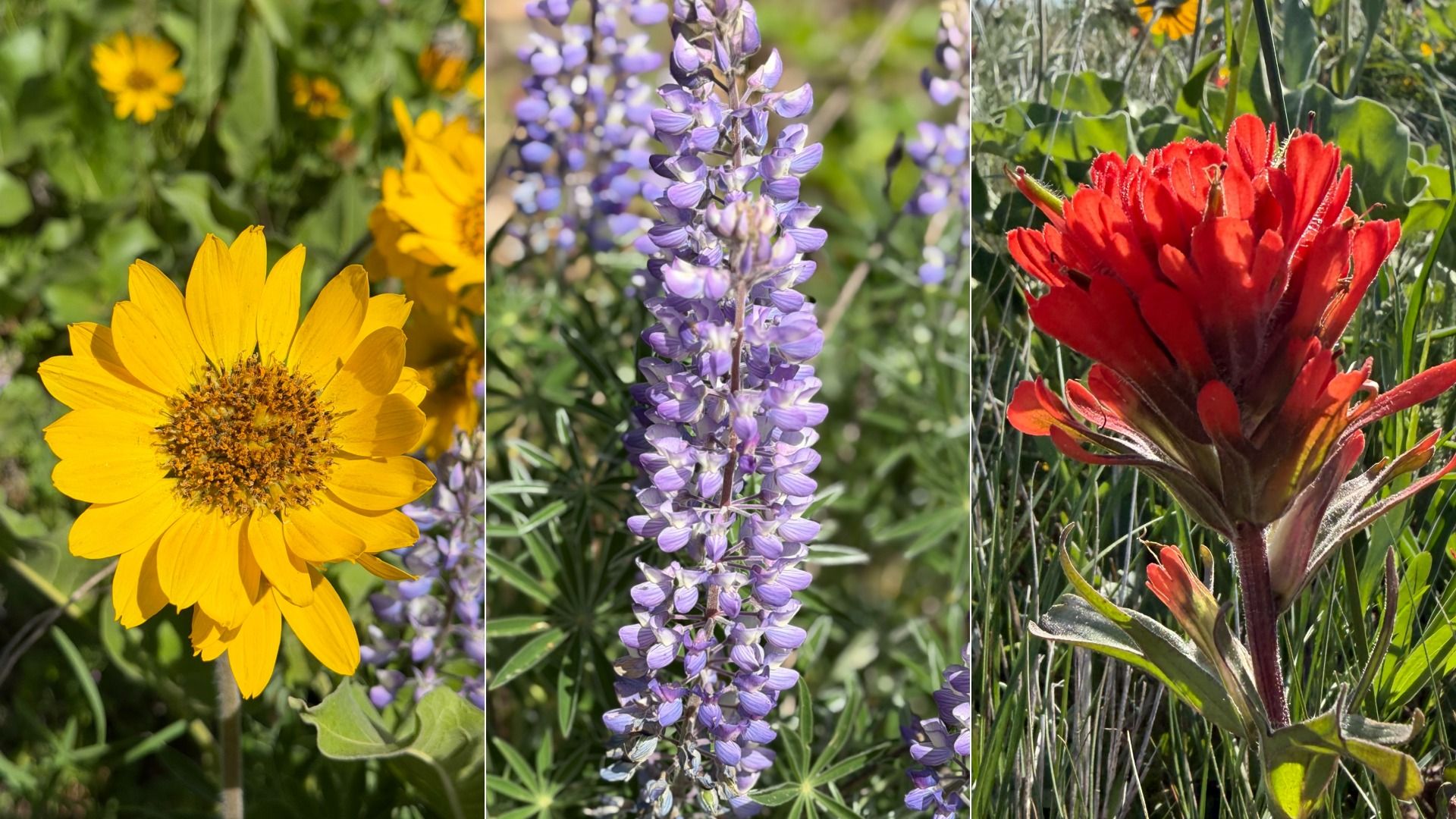Triptych of garden flowers: left a bright yellow balsamroot, center a tall purple lupine spike, right a vivid red Indian paintbrush amid green foliage.