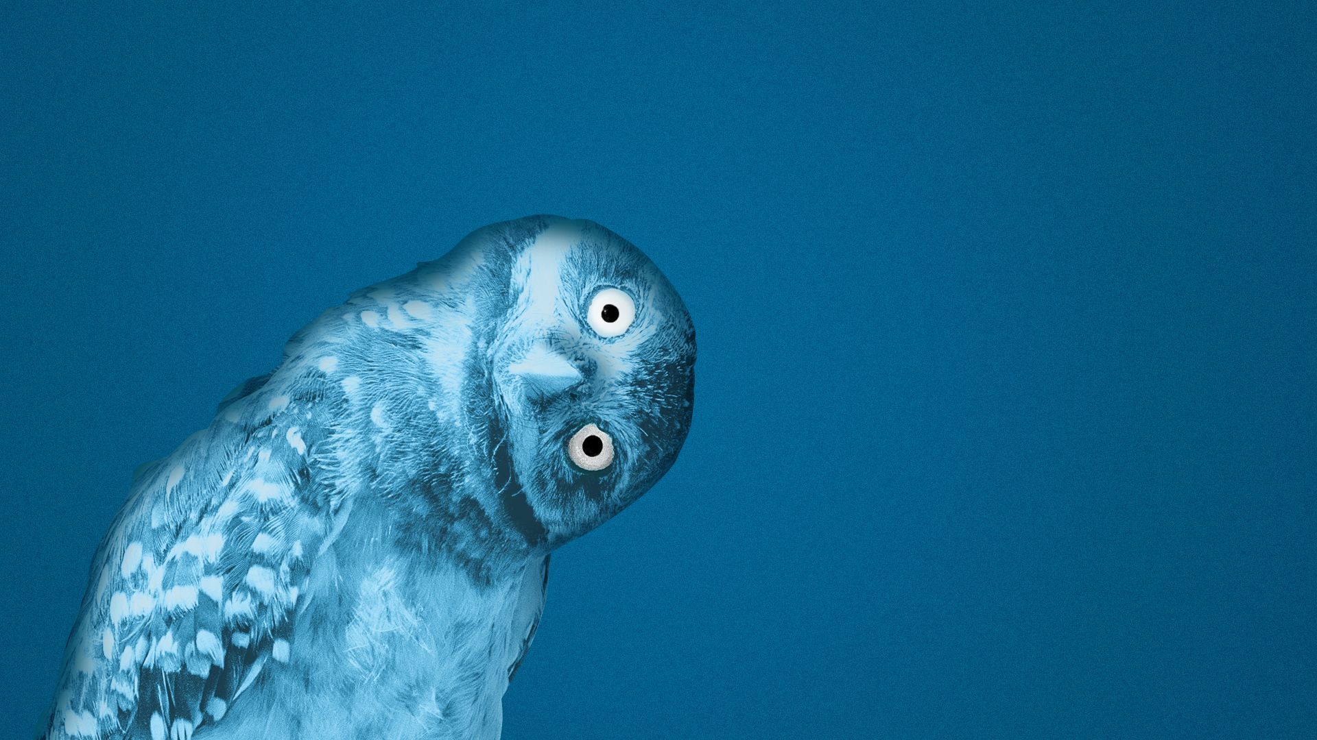 Illustration of a blue owl tilting its head inquisitively and looking at the viewer. 