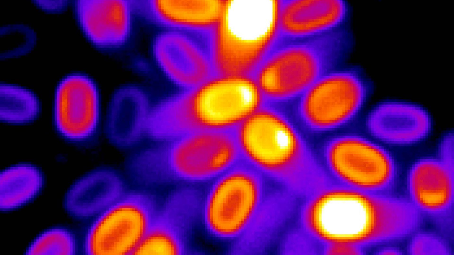 Microscopy image of several spores with their electrochemical potential color coded according to value.
