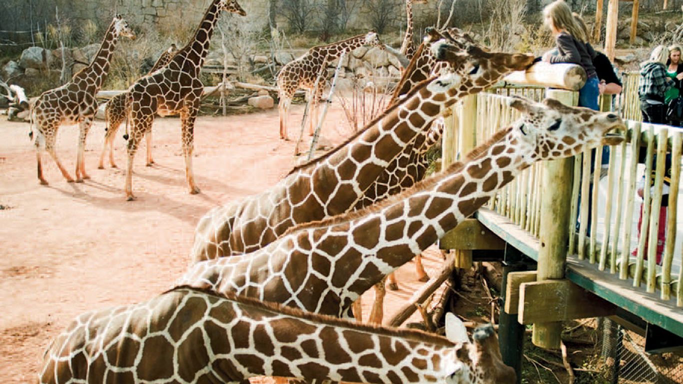 Cheyenne Mountain Zoo's next act is looking up