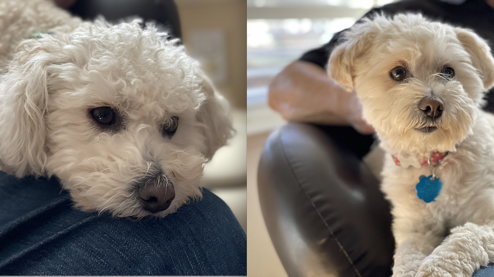 A split-screen of two dogs