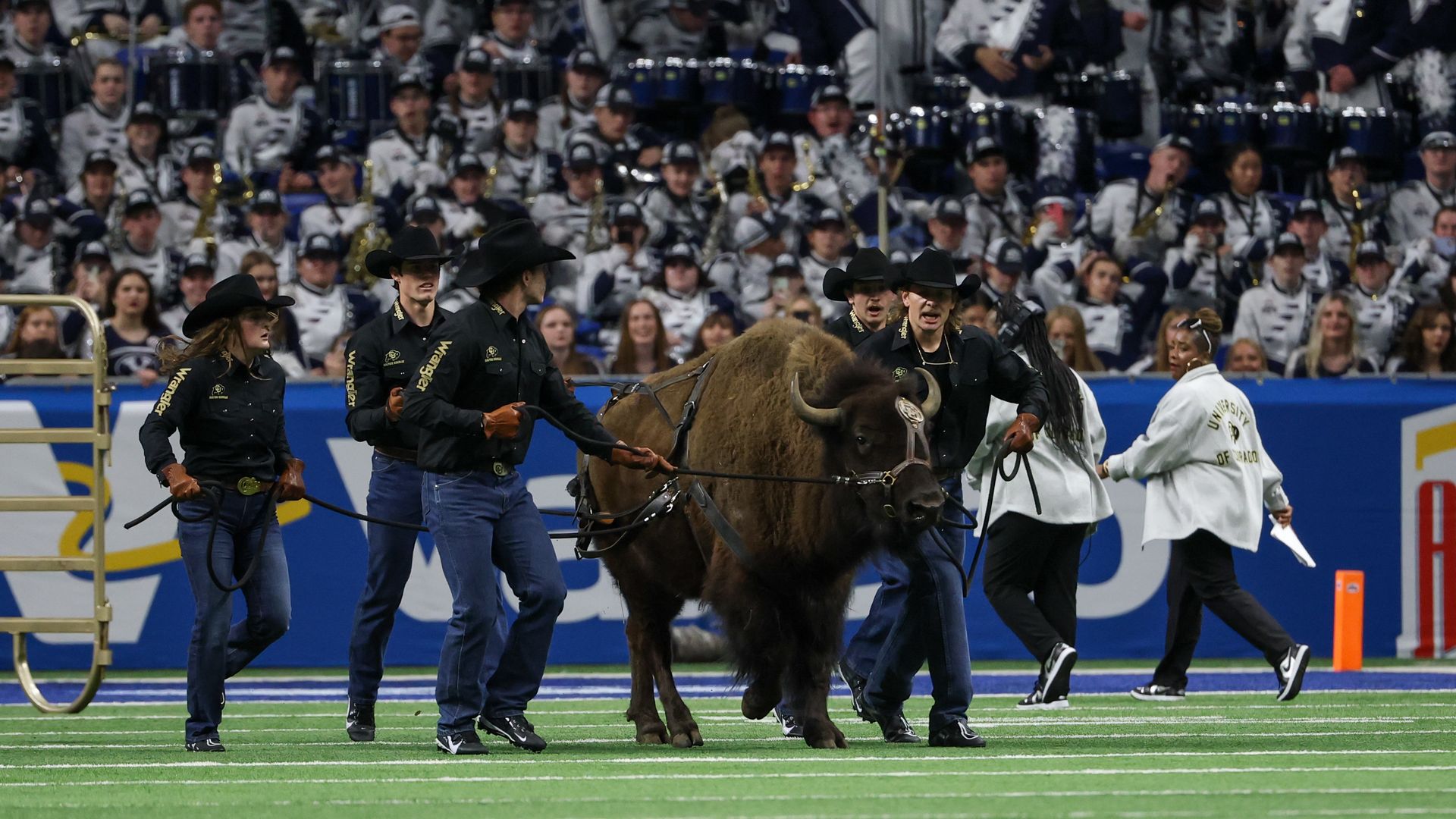 Handlers in black shirts and cowboy hats lead a large bison on a football field, with a crowd and band in white uniforms in the background at a stadium event.