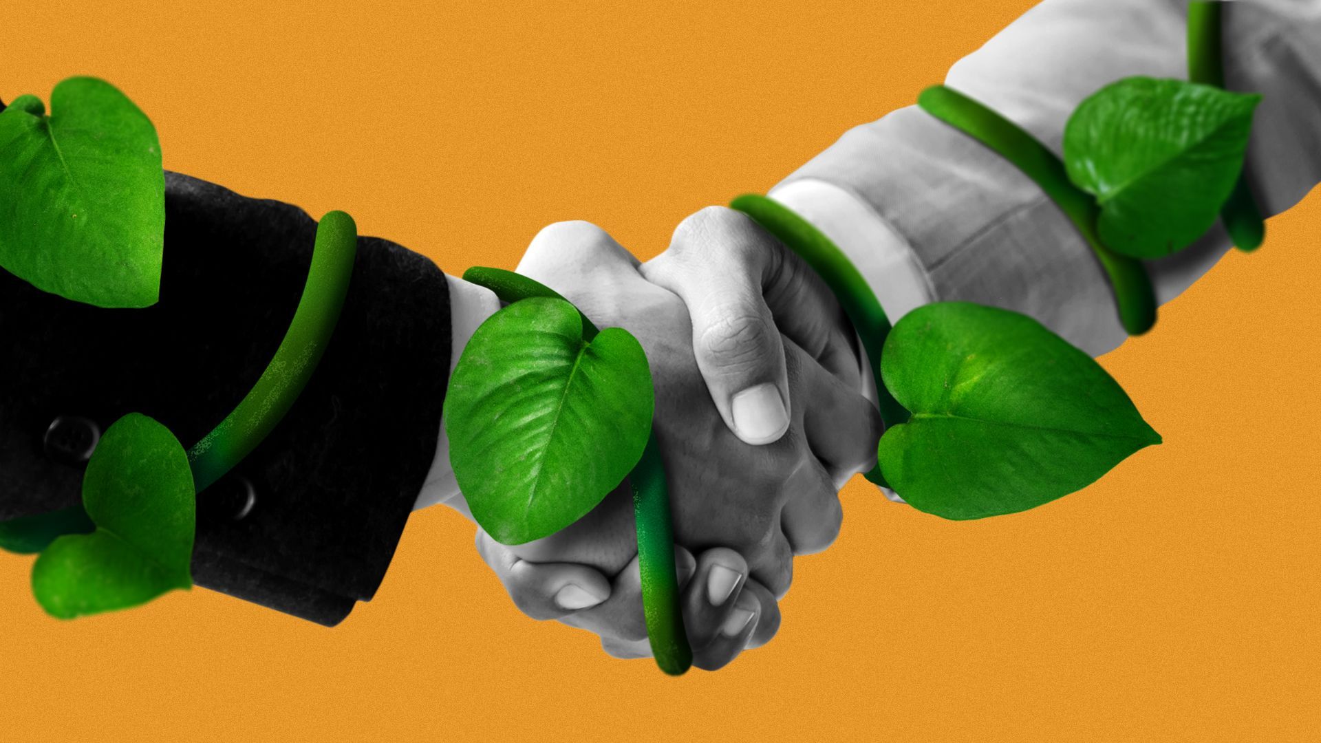 Illustration of vines wrapped around a handshake.