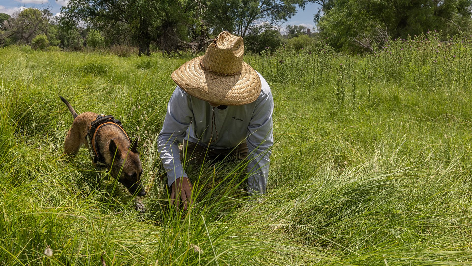 A dog sniffing something next to a man in a field.