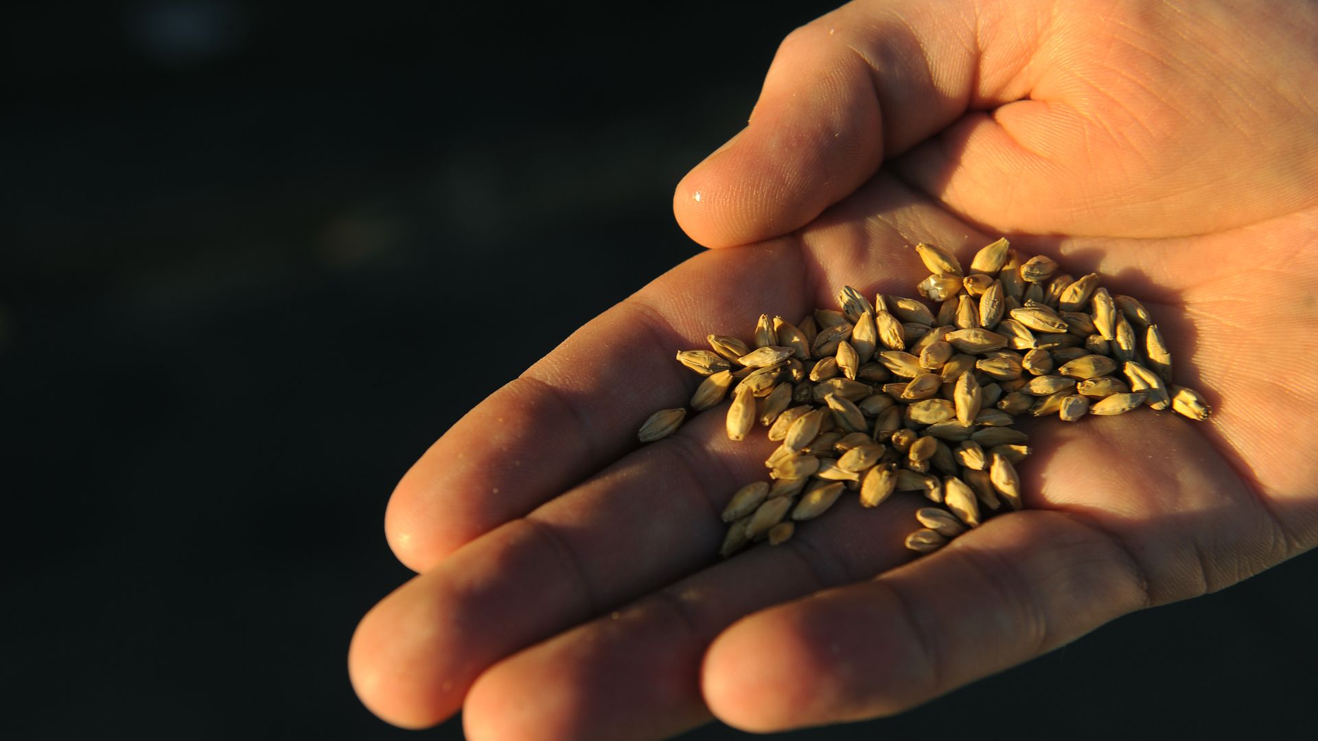 A handful of malted barley. Photo: Karl Gehring/The Denver Post via Getty Images
