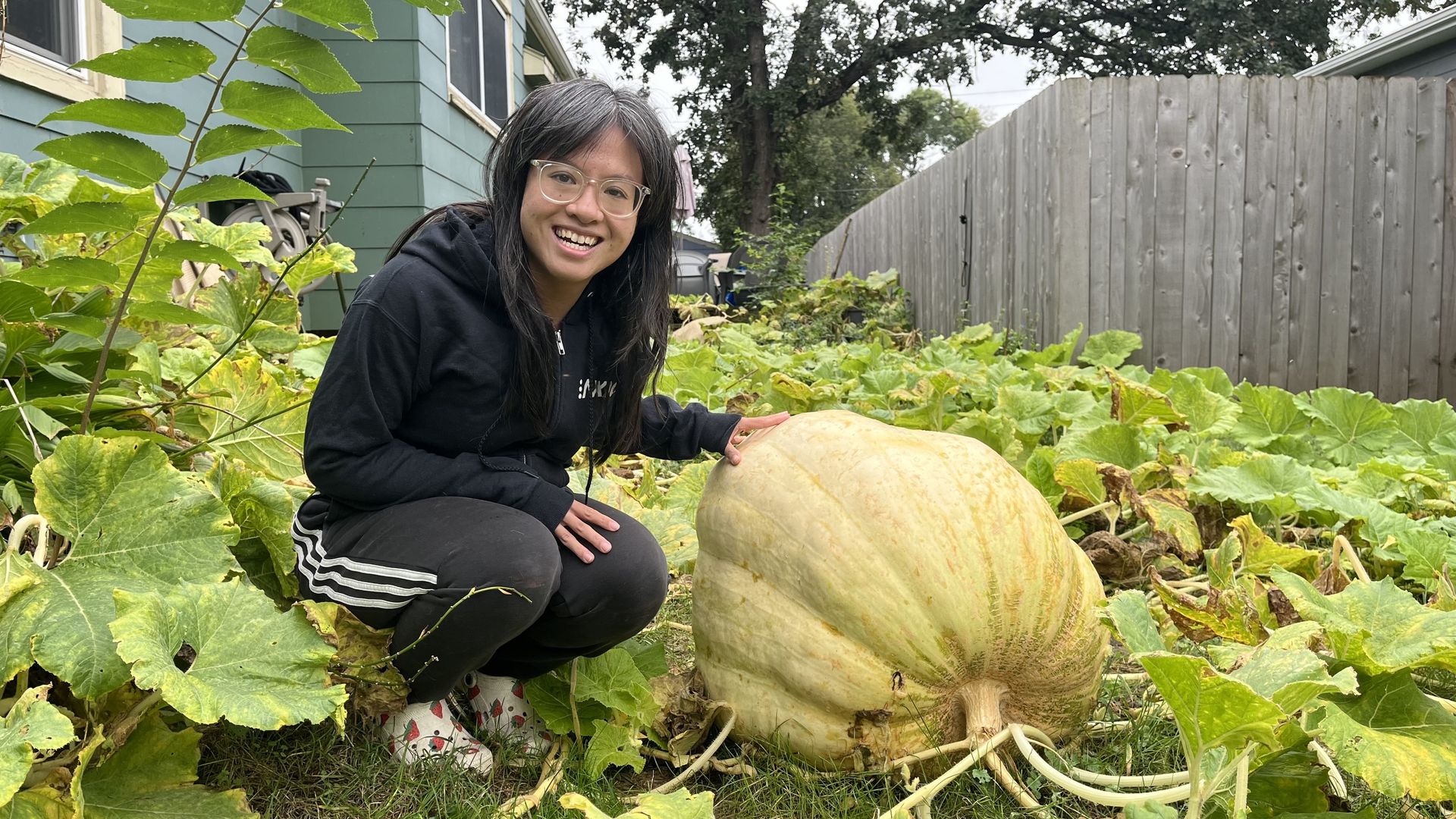 Smiling person with glasses and a black hoodie kneels in a pumpkin patch, beside a large pale pumpkin among green leaves. A wooden fence and house are in the background.